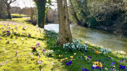 View over grass with colourful crocus with trees and river beyond